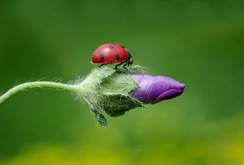Ladybug ON flower Stock Photos