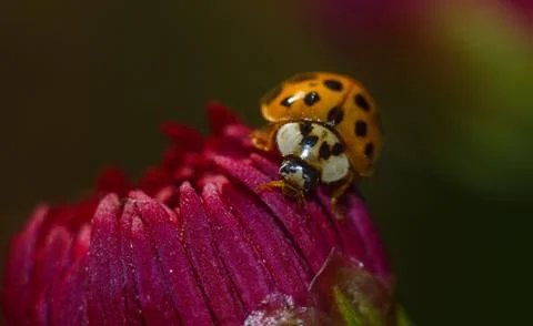 Ladybug on flower 스톡 사진