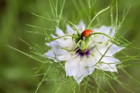 Ladybug on a flower Stock Photos