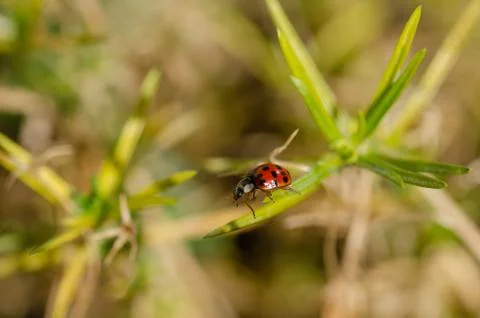 Ladybug is on the flower Stock Photos