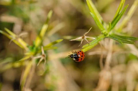 Ladybug is on the flower Stock Photos