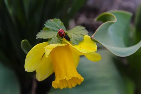 Ladybug on a flower 写真素材