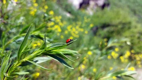 Ladybug on flower Stock Photos