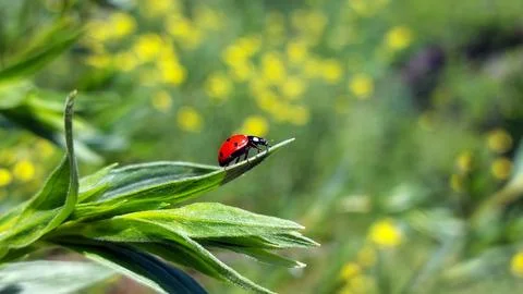 Ladybug on flower Stock Photos