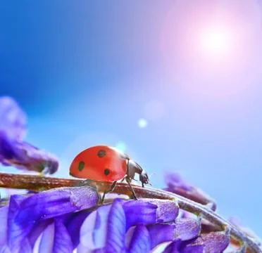 Ladybug on a flower. spring in the garden, closeup Stock Photos