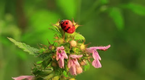 Ladybug on   flower  in spring  . Macro Video stock 25131791