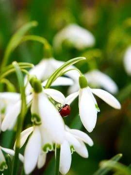 Ladybug on the flower stalk, close up image 스톡 사진