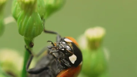 Ladybug on a flower stalk Stock Footage 93069983