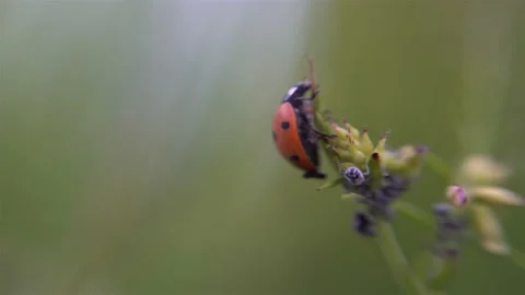 Ladybug on a flower Super macro shallow focus 4K Stock Footage 134015088