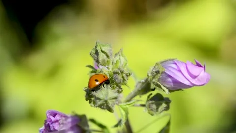 Ladybug on flower swaying in the wind Video stock 191611356