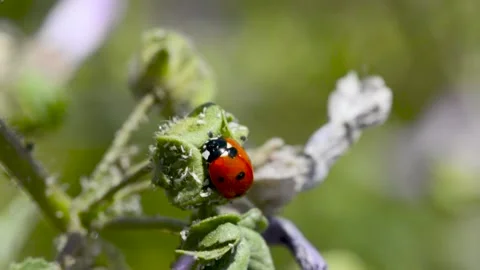 Ladybug on flower swaying in the wind Stock Footage 191613075