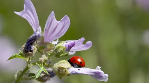 Ladybug on flower swaying in the wind Stock Footage 191613076