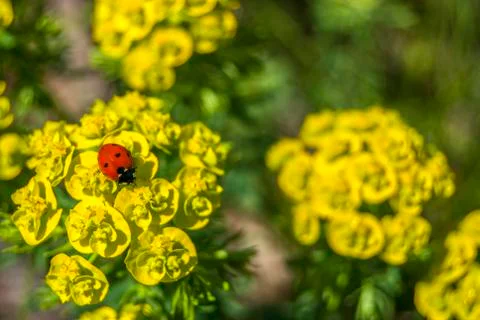 Ladybug on flowers Stock Photos