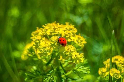 Ladybug on flowers Stock Photos