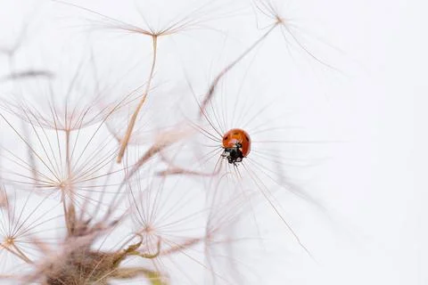 Ladybug on fluffy Dandelion on white background Foto stock