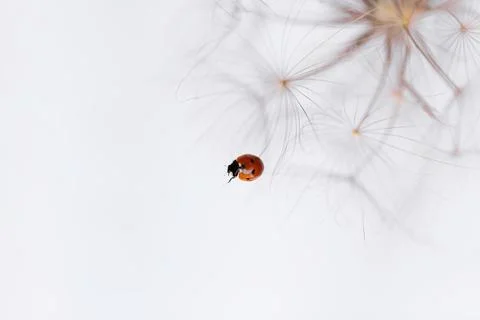 Ladybug on fluffy Dandelion on white background Stock Photos