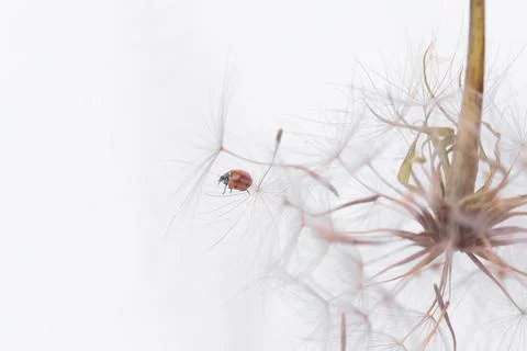 Ladybug on fluffy Dandelion on white background Stock Photos