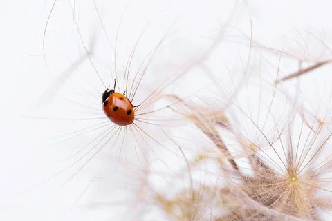 Ladybug on fluffy Dandelion on white background Foto stock