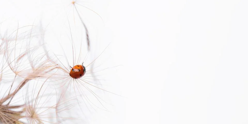 Ladybug on fluffy Dandelion on white background Fotos de archivo