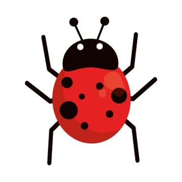 Ladybug fly antenna animal Stock Illustration