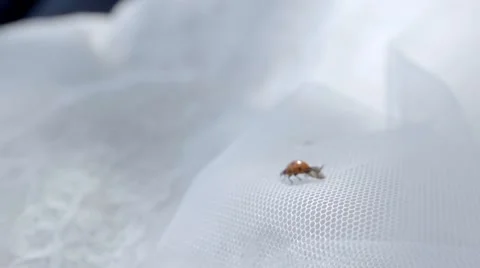 Ladybug flying away from a white background 스톡 동영상 62808327