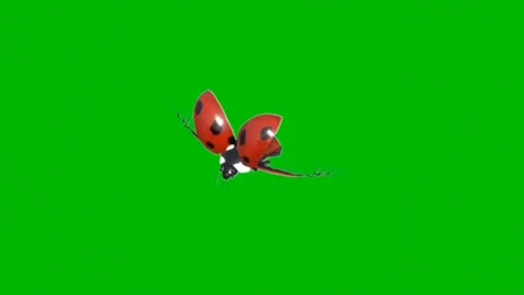 Ladybug Flying on Green Screen 02 Stock Footage 220756896