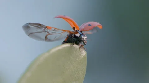 LadyBug Flying off a Succulent Plant Slow Motion- 2k, 120fps, ProRes4444 Stock Footage