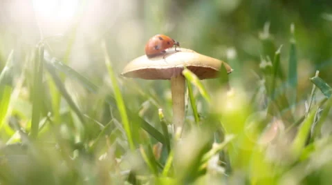 Ladybug flying in sun rays. Video stock 1086217