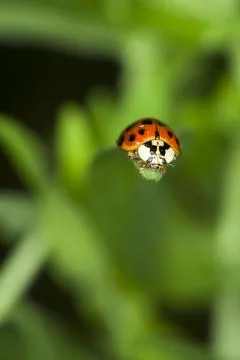 Ladybug in focus over a highly defocused background of greenery Stock Photos