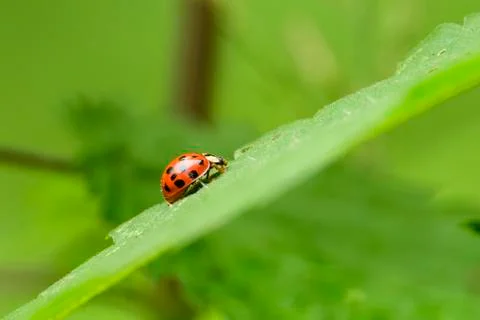 Ladybug on foliage Stock Photos