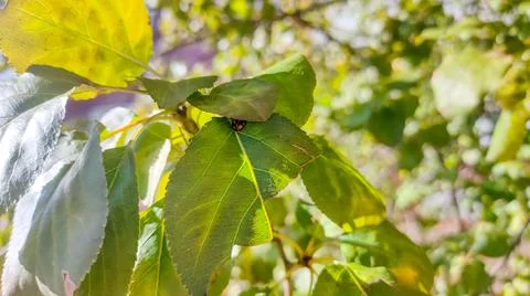 Ladybug on the foliage of a tree in the sun. Beetle close-up. Stock Photos
