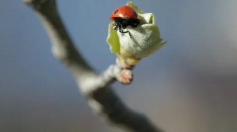 Ladybug Stock Footage 695011