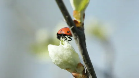 Ladybug Stock-Footage 736160