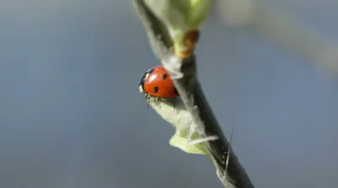 Ladybug Stock Footage 736178