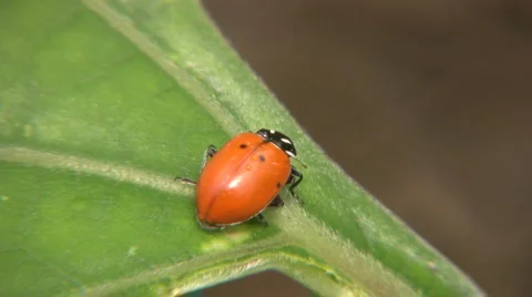 Ladybug Stockbeeldmateriaal 2003515