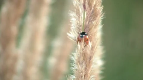Ladybug Video stock 7902253