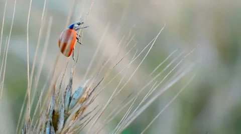 Ladybug Stock Footage 7903128