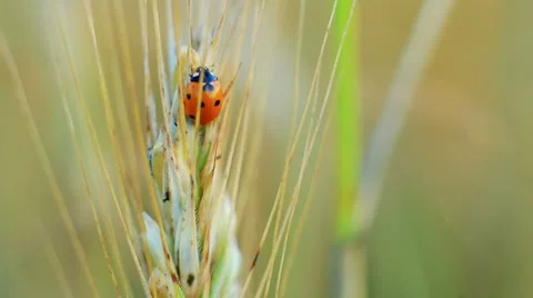 Ladybug Stock Footage 7903171