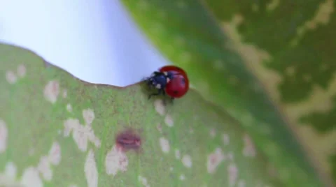 Ladybug Stock-Footage 8577625