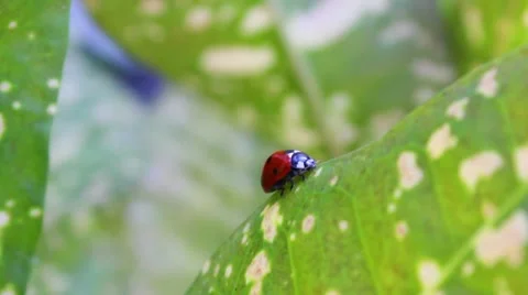 Ladybug Stock Footage 8577653