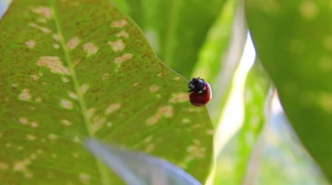 Ladybug Stock Footage 8577669