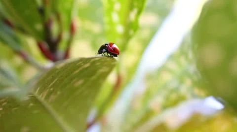 Ladybug Stock Footage 8577709