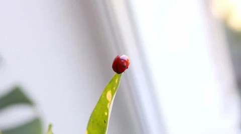 Ladybug Stock Footage 8577730