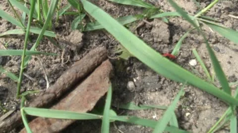 Ladybug Stock Footage 8915633