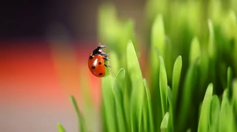 Ladybug Видео 10515682