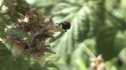 Ladybug, Stock Footage 11317560