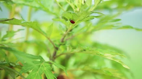 Ladybug Stock Footage 11631247