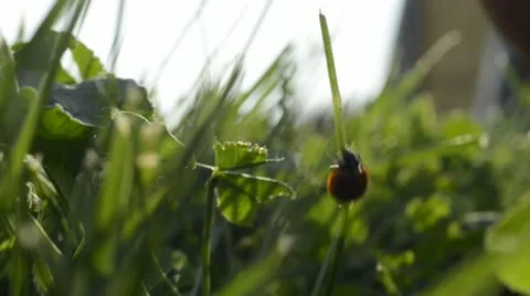Ladybug Vídeos de archivo 13909497