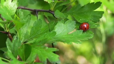 Ladybug Stock Footage 21237520