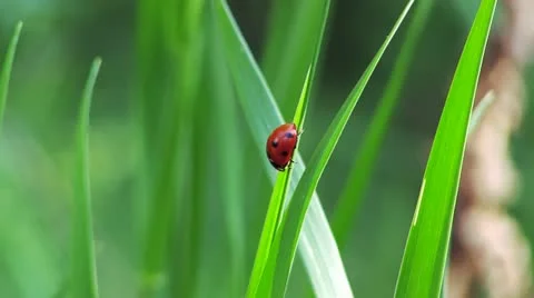 Ladybug Stock Footage 21242691